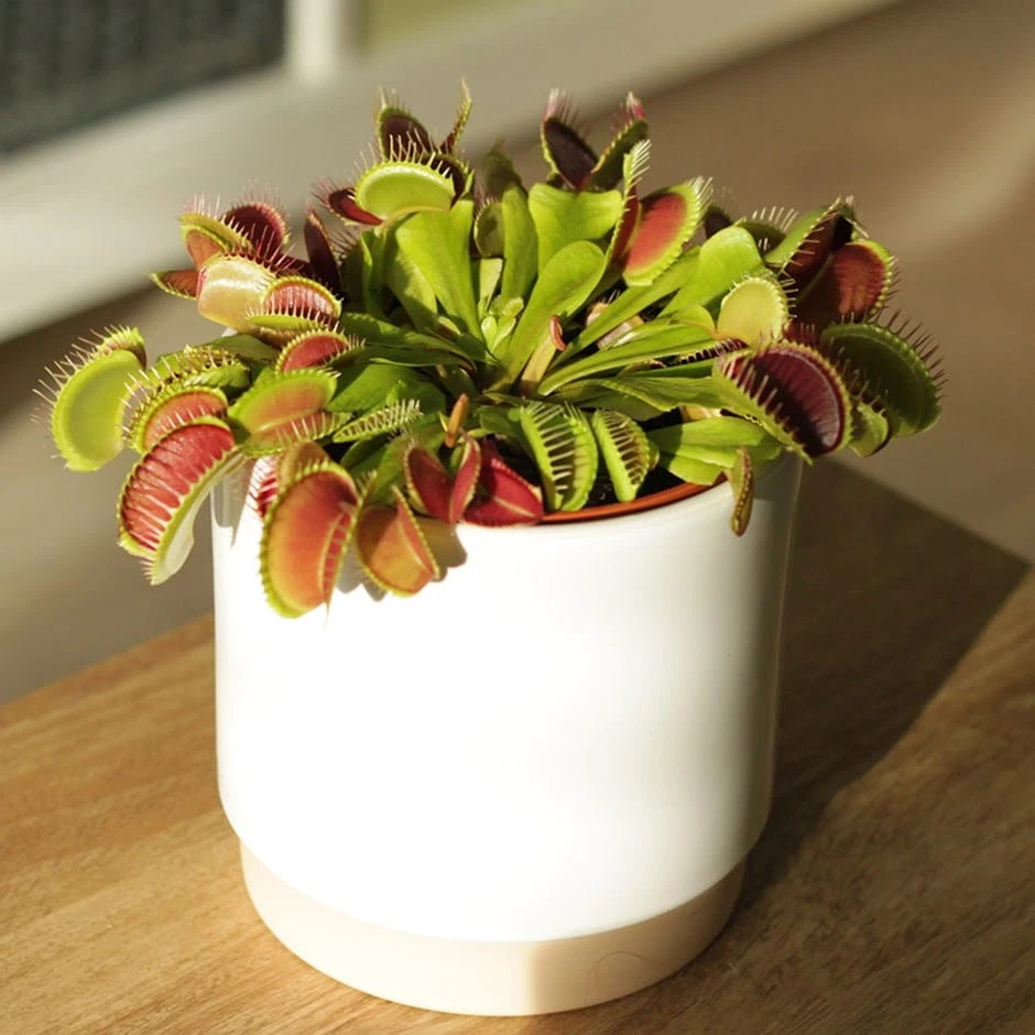 Venus Fly Trap Dionaea Muscipula Carnivorous HousePlant 12cm Pot