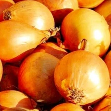 Utah Yellow Sweet Spanish Onion Seeds | NON-GMO Onion Seeds | Heirloom Seeds