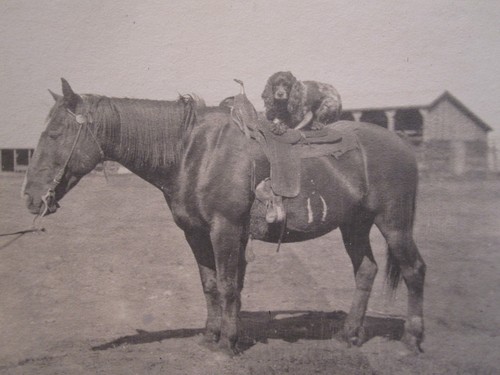 ANTIGUA SILLA ARTÍSTICA COCKER SPANIEL A CABALLO BFF ANIMAL AMOR AMOR GIDDY UP FOTO - Imagen 5 de 5