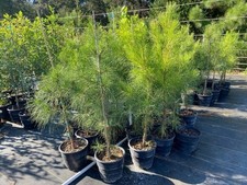Loblolly Pine Trees 5 Per Order Live Rooted 