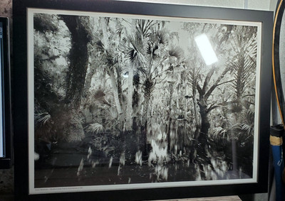Clyde Butcher 20 X 15 photo poster Framed Myakka Canopy Trail