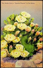 Vintage Linen Postcard Prickly Pear Opuntia Wootoni Full Bloom San Antonio