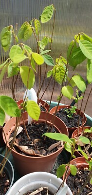 Cherimoya Live Plant Seedling Fruit Tree 12 to 18" Long | eBay
