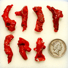 7 Pcs Natural Italian Red Coral Polished Branch 28mm-34mm Rough Gemstones Lot