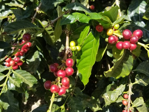 Jamaica Blue Mountain Coffee Green Bean Certified 100% Only Grade One. 1LB - Picture 9 of 15