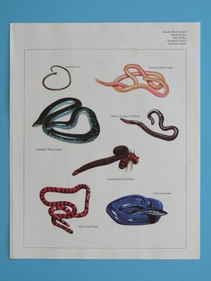 Original 1984 Color Animal Print Slender Blind/Pipe/Shieldtail/Sunbeam Snake/+