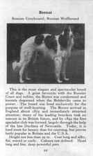 Borzoi - 1970 Vintage Dog Art Photo Print - Matted GIFT