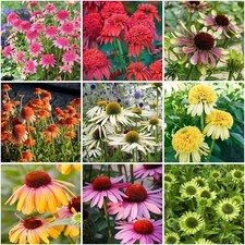 100 Echinacea Seeds Purpurea Green Twister Purpurea- Rare Coneflower Flower ...