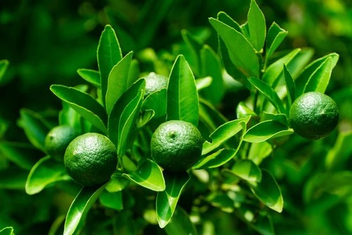 20seeds/pack Bonsai Lemon Seeds For Planting Fruits Plants Dwarf Variety Lemon Fruit Tree Seed I.1169484737 20seeds/pack Bonsai Lemon Seeds For Planting Fruits Plants Dwarf Variety Lemon Fruit Tree Seed I.1169484737