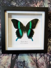 Green Peacock Swallowtail (Papilio blumei) Entomology shadow box frame Taxidermy