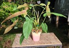 Philodendron mexicanum Plant in 5" Pot 16" Tall 28" Wide — photo 1
