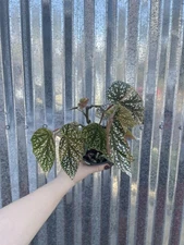 #95 RARE Begonia Snow Capped Snowcap Variegated 4” Pot Aroid Houseplant