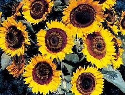 25 Taiyo Sunflower Helianthus Annuus Yellow Japanese Flower Seeds Free Gift Ebay