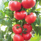 Beefsteak Heirloom Tomato Seeds - 25+ Fresh Beefsteak Tomato Seeds, Non-Gmo