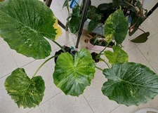 Variegated Alocasia Odora  Auera Corm Growers Choice 