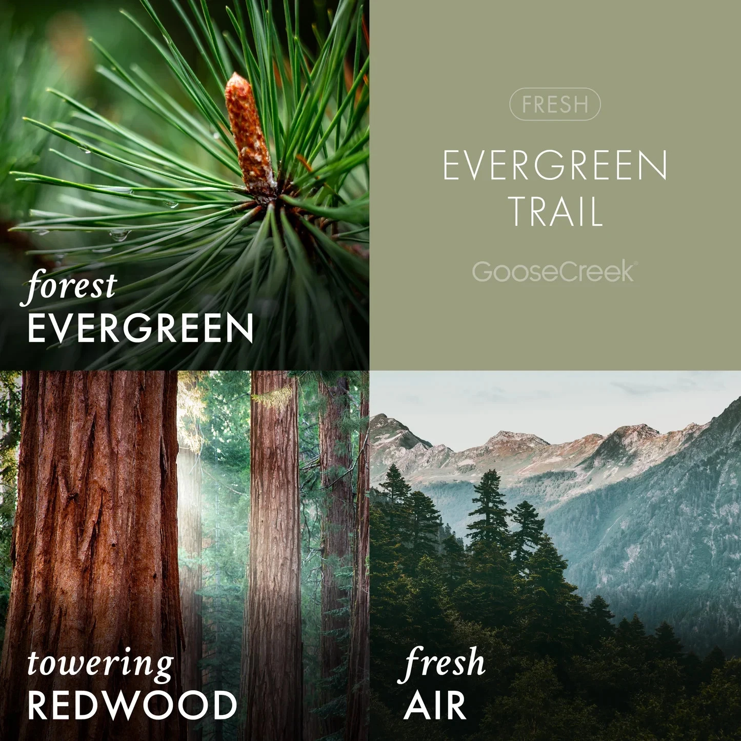 Goose Creek Candle Evergreen Trail Candle - Thumbnail 4