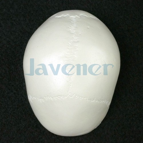 PVC Mini Cráneo Anatomía Anatómica Humana Cabeza Modelo Médico Conveniente - Imagen 7 de 8
