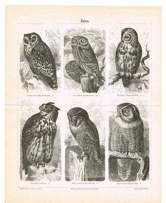 OWLS species Tawny owl  Athene noctua   1892 Antique Original Vintage PRINTS