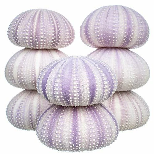 purple sea shells