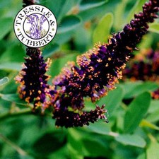 Rare FALSE INDIGO Amorpha Fruiticosa Flower Shrub 10 seeds UK