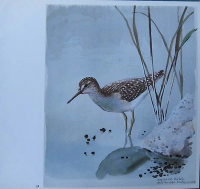 Beau Vintage Tunnicliffe Oiseau Imprimé ~ Bois Sandpiper - Photo 1/2