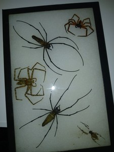 Large Real  Spiders  Display Case