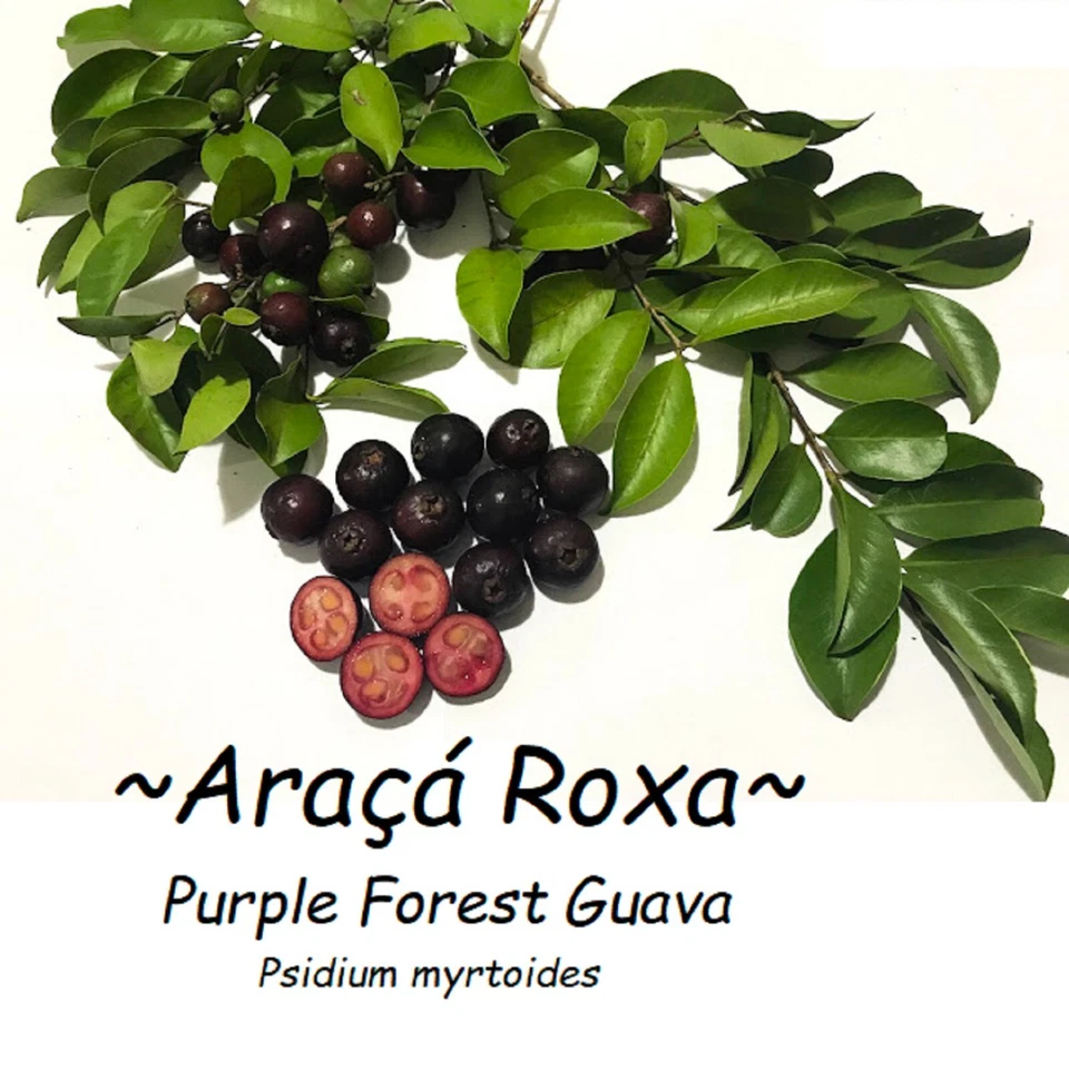 ~Araca Roxa~ PURPLE FOREST GUAVA Fruit Tree Psidium myrtoides Potd Plant - Image 4 of 4