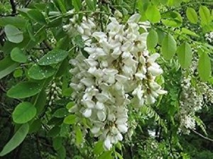 100 X Falso D Acacia Albero Semi Di Robinia Robinia Pseudoacacia Semi Ebay