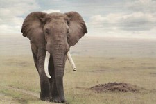 Elephant, African Wildlife, Pachyderm in Africa, Tusk --- Modern Animal Postcard