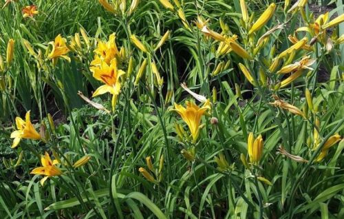 Hemerocallis - Bonanza - Daylily - Cottage Garden Border Perennial Plants - Picture 4 of 4