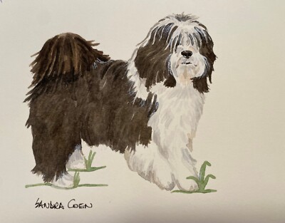 Tibetan Terrier Original Watercolor by Sandra Coen  Standing Dog