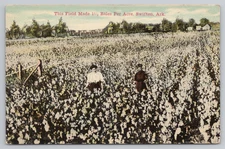 Postcard Vintage 1910 Two Workers Posing in a Large Cotton Field Swifton, AR.