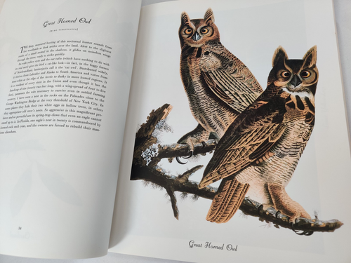 Audubon Birds of America Poster Book 15 x 12 Inch (11 3/4) Colour Nature Vintage - Picture 13 of 19
