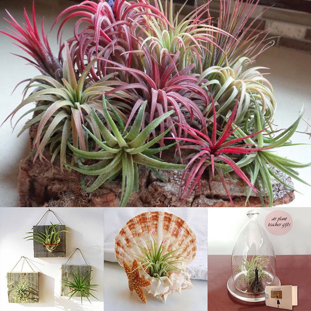 100x Tillandsia Seed Rare Assorted Ionantha Air plants