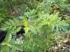 1 Mugwort ROOT PLANT Armoise-Artemisia Vulgaris Organic Mugwort Plant Armoise