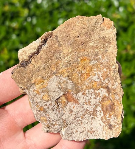 Rare Devonian Jawless Fish Fossil in Matrix Polybranchiaspis Yunnan China - Picture 5 of 5