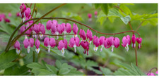 Dicentra spectabilis Pink Bleeding Heart Plant  1 x  2 Litre pot perennial