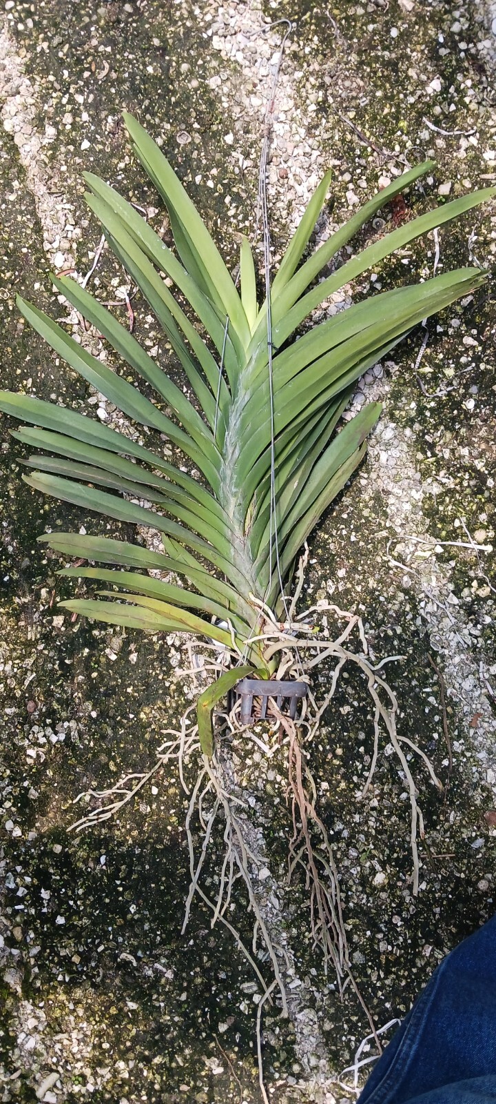 Orchid Vanda Sonia Deccach 440 Mad Happenings Tropical Hanging Plants