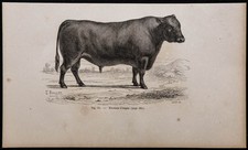1860 - Angus Bull - Antique Engraving & Cattle - SCOTLAND