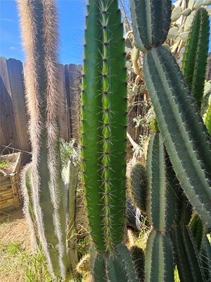 Armatocereus Cartwrightianus, Large Fresh Cutting, Ecuador Peru Cactus