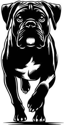 BOXER Aufkleber - Boxer Autoaufkleber - Boxer sticker - Boxer Kontur #92 - Bild 1 von 3
