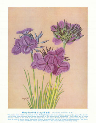 Vielblütige Fransenlilie (Thysanotus multiflorus). Australische Wildblume 1950