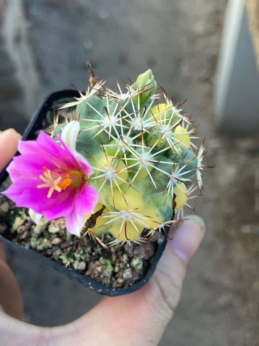 Succulent cactus Mammillaria Schumannii variegated Garden Dcor Boutique  3-4CM | eBay