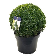 Buchsbaumkugel ca. 40 cm Ø – Pflegeleichte Buxus-Kugel für stilvolle Garte