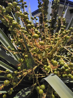 Dracaena Draco rare drought tolerant spectacular plant seeds for sale | eBay
