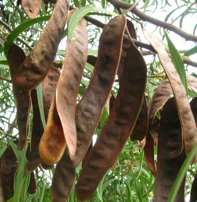 Acacia Tree Seedss 100 pcs (Acacia mangium) Akasia
