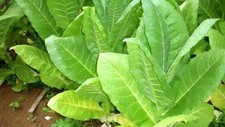 Packet of Golden Virginia Tobacco Seeds from 2025 UK grown