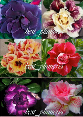 New! ADENIUM ''Mixed 6 colours'' GRAFTED 6 PLANTS RARE!!!