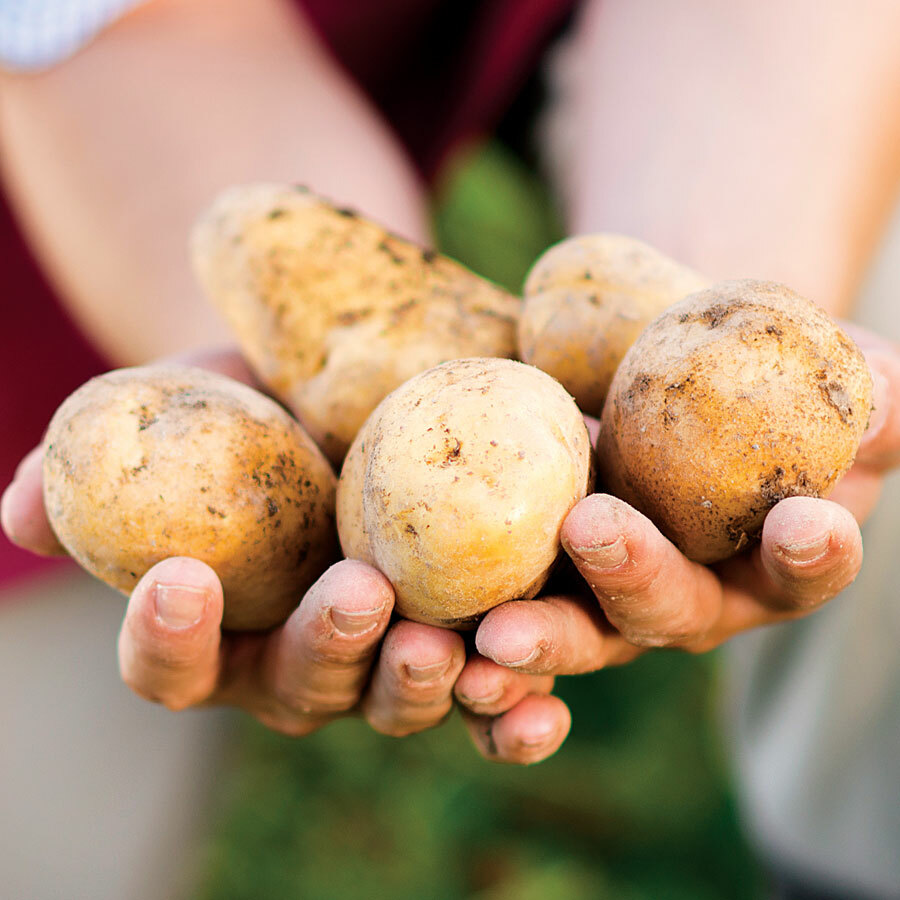 Simply Seed - 5 LB - Kennebec Potato Seed - Non GMO - Natural Grown - Order Now 