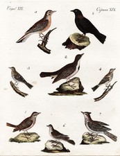 Uccelli Canori Allodole Lark Larks Uccelli Bertuch Incisione In Rame 1795